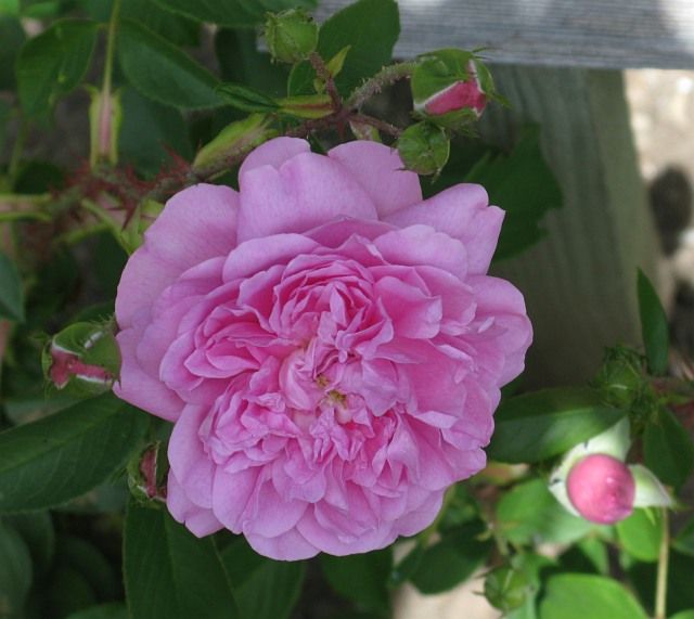  photo HarlowCarratfiloliIMG_1053_zpsd0e1ca7a.jpg